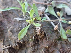 Glinus oppositifolius