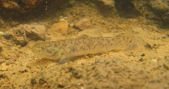 Wuhanlinigobius polylepis