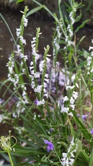 Spiranthes aestivalis