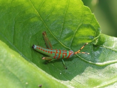 Pirithoicus ophthalmicus