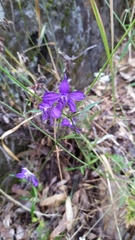 Delphinium pentagynum