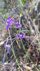 Delphinium pentagynum