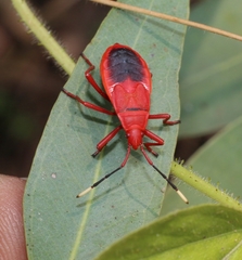 Probergrothius sanguinolens