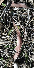 Pterostylis nana
