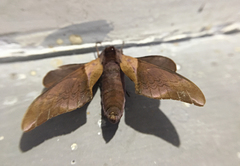 Smerinthus szechuanus