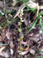 Carex divulsa divulsa