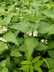 Lamium album