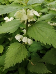 Lamium album