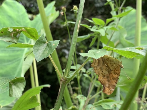 Asian Comma photo 4