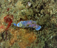 Goniobranchus thompsoni