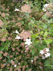 Abelia × grandiflora