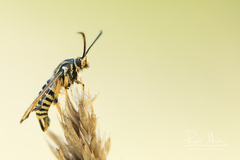 Bembecia ichneumoniformis