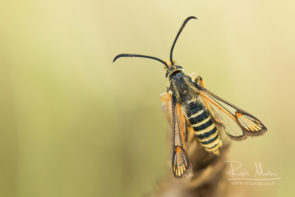 Six-belted Clearwing