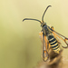 Six-belted Clearwing - Photo (c) Ralph Martin, some rights reserved (CC BY-NC-ND), uploaded by Ralph Martin