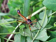 Tanyptera