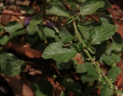 Eretmocera impactella