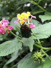 Protaetia orientalis