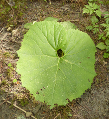 Adenostyles alliariae