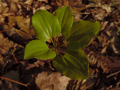 Smilax ecirrhata