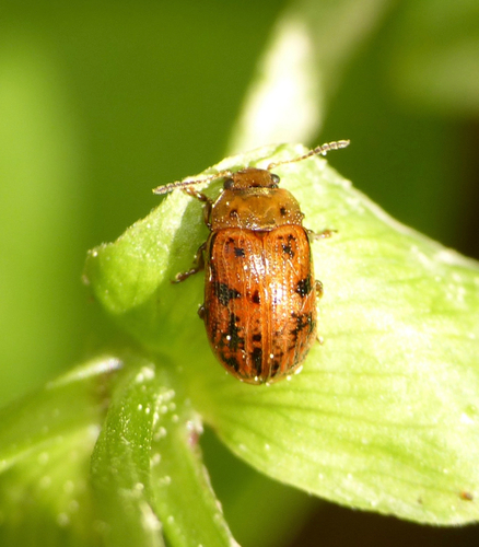 Penkiataškis Dygblauzdis nuotrauka