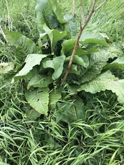 Rumex hydrolapathum