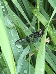 Ephemera danica