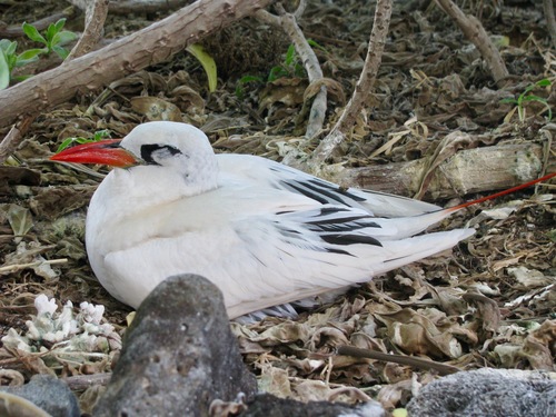 Red-tailed Tropicbird