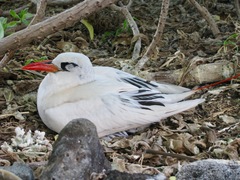 Red-Tailed Tropicbird photo 3