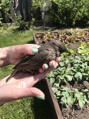 Sturnus vulgaris