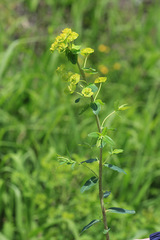 Euphorbia lucida