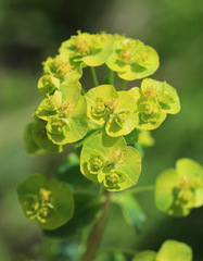 Euphorbia lucida