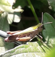 Omocestus