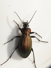 Carabus monilis