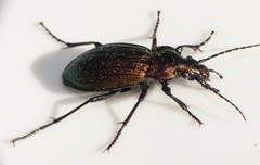 Carabus monilis