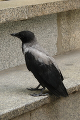 Corvus cornix