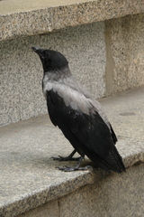 Corvus cornix