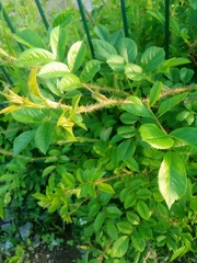 Rosa