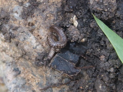 Anaulaciulus tonginus