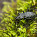 Carabus nodulosus - Photo (c) Ralph Martin, some rights reserved (CC BY-NC-ND), uploaded by Ralph Martin
