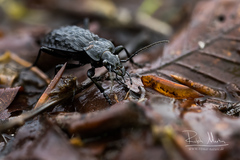 Carabus nodulosus