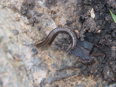 Anaulaciulus tonginus