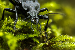 Carabus nodulosus