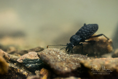 Carabus nodulosus