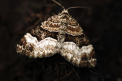 Xanthorhoe biriviata