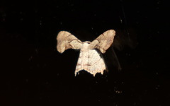 Phazaca leucocephala