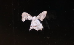 Phazaca leucocephala