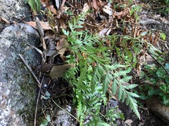 Davallia solida pyxidata