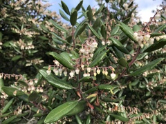 Comarostaphylis diversifolia diversifolia
