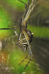 Cyrtophora cicatrosa