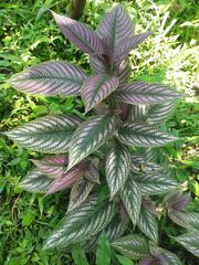 Strobilanthes auriculata dyeriana
